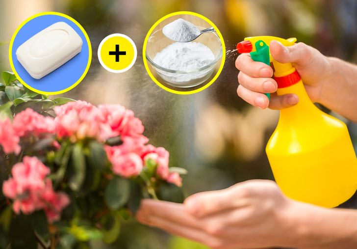 h&igrave;nh ảnh phun hỗn hợp baking soda, x&agrave; ph&ograve;ng v&agrave; nước l&ecirc;n c&acirc;y để ph&ograve;ng ngừa nấm.