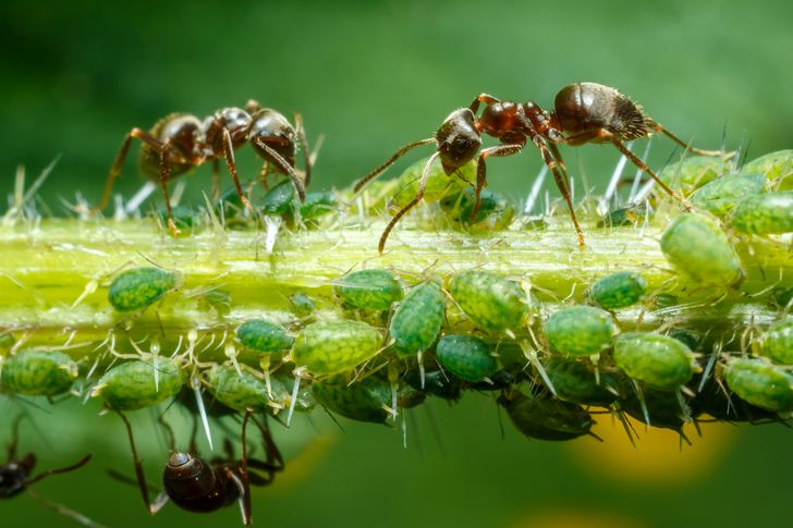 cận cảnh kiến h&uacute;t mật do rệp c&acirc;y ti&ecirc;t ra