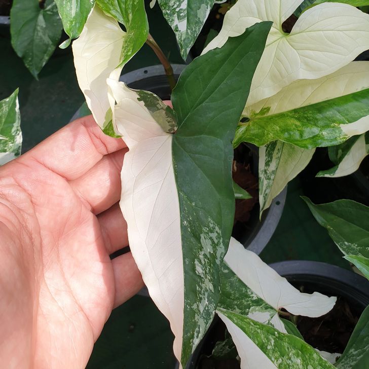 C&acirc;y Arrowhead vine ưa đất ẩm những kh&ocirc;ng qu&aacute; sũng nước.