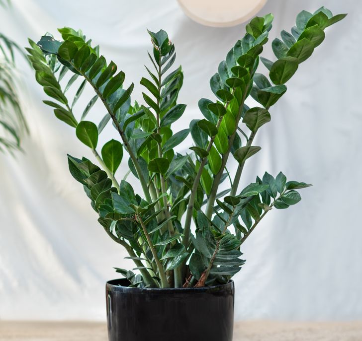 Kim tiền l&agrave; một trong những loại c&acirc;y cảnh được y&ecirc;u th&iacute;ch nhất hiện nay.