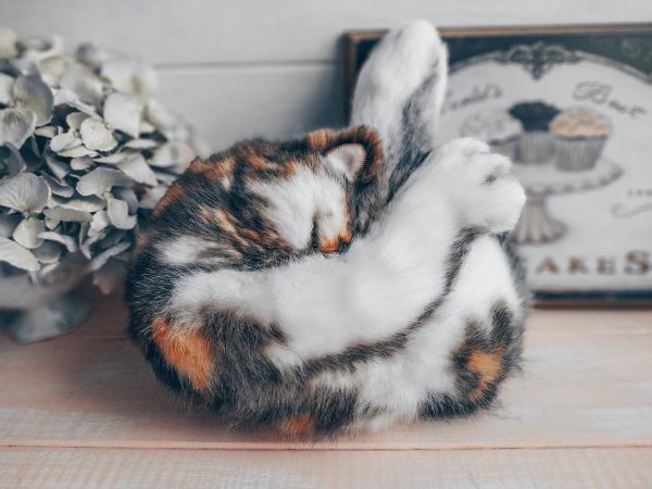 gối trang tr&iacute; h&igrave;nh m&egrave;o