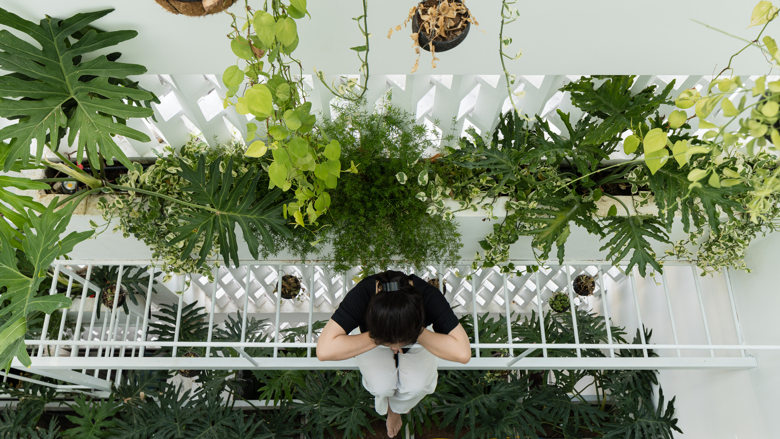 C&acirc;y xanh nổi bật tr&ecirc;n nền tường m&agrave;u trắng.