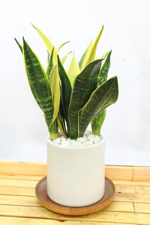 Những chậu cây xanh phong thủy hợp tuổi Nhâm Thân 1992