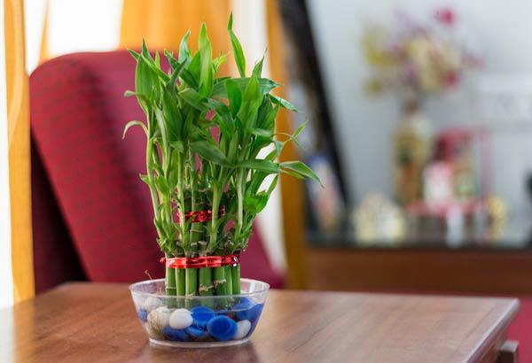 cận cảnh chậu trúc phú quý để bàn