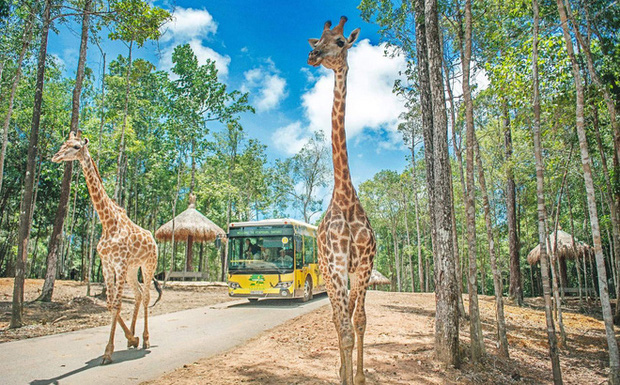 hình ảnh bên trong khu bảo tồn, du lịch sinh thái Safari