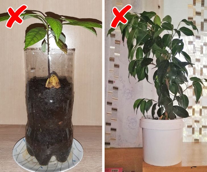 cạn cảnh cây trồng trong lọ nước coca và cây trồng trong chậu sự màu trắng