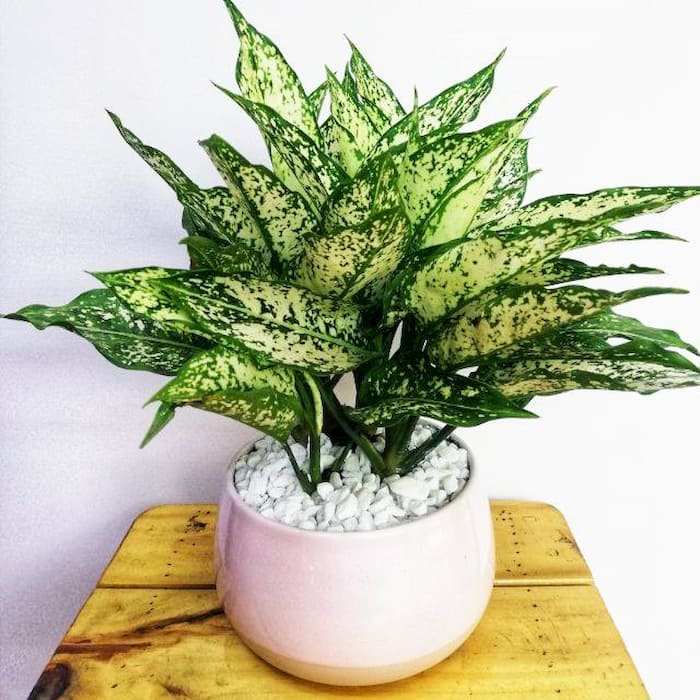 C&aacute;ch chọn c&acirc;y phong thủy hợp tuổi Qu&yacute; Dậu