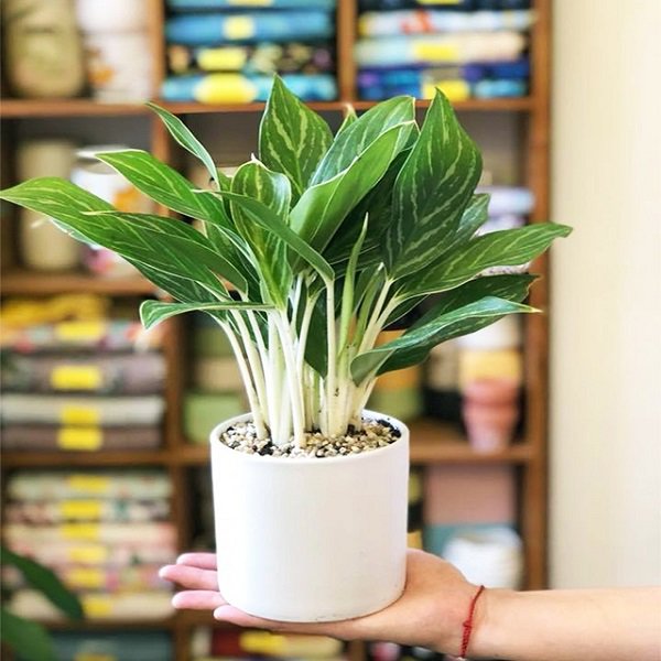 Gia chủ Qu&yacute; Dậu n&ecirc;n trưng b&agrave;y c&acirc;y bạch m&atilde; ho&agrave;ng tử trong nh&agrave;