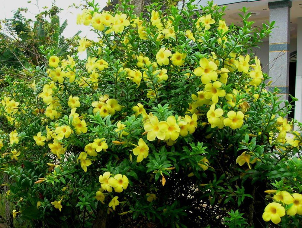 Hoàng thảo là gợi ý cho những ai đang tìm một giống hoa leo giàn có sắc vàng Hoa Hoàng thảo