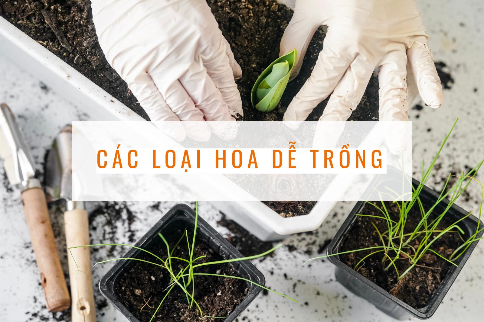 Lựa chọn các loài hoa dễ trồng giúp làm đẹp không gian sống Bức ảnh một người đang trồng cây với dòng chữ "các loài hoa dễ trồng"