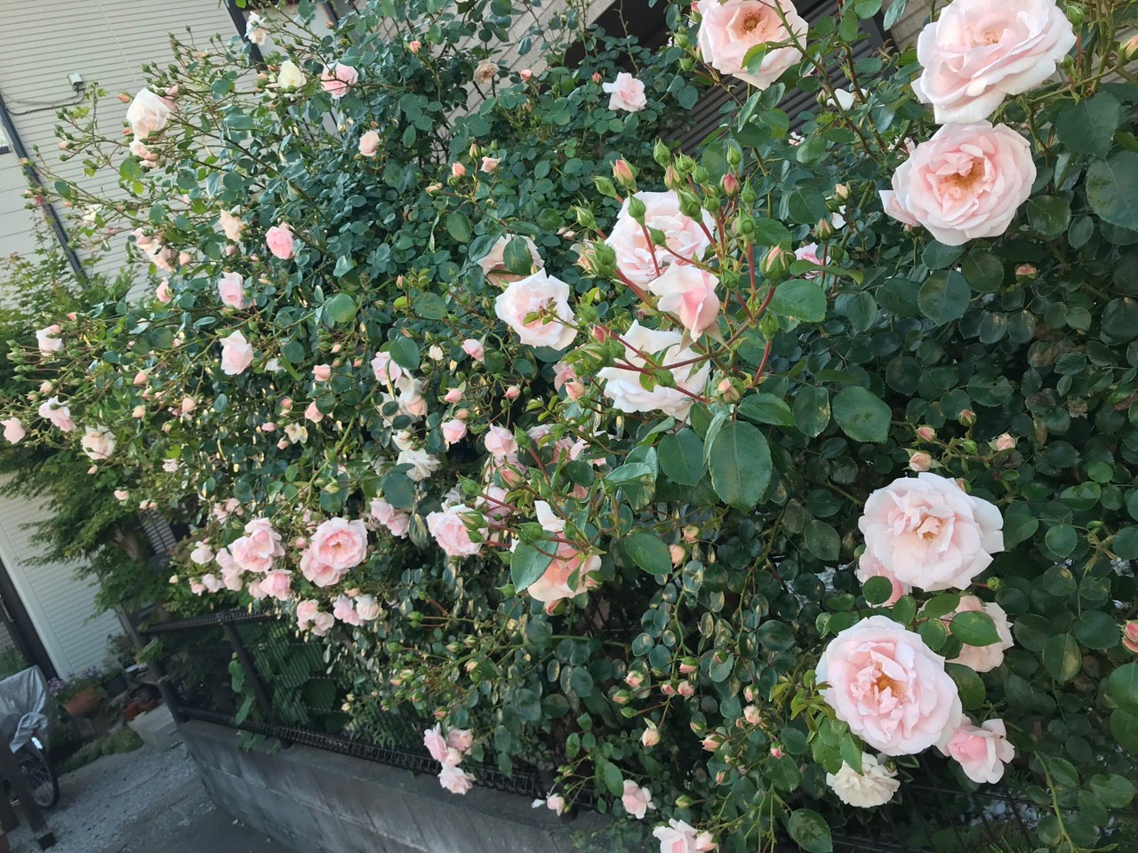 Nếu chọn trồng hoa hồng thì bạn nên thường xuyên kiểm tra tình trạng sâu bệnh của cây cây hoa hồng nhiều nụ, sai hoa