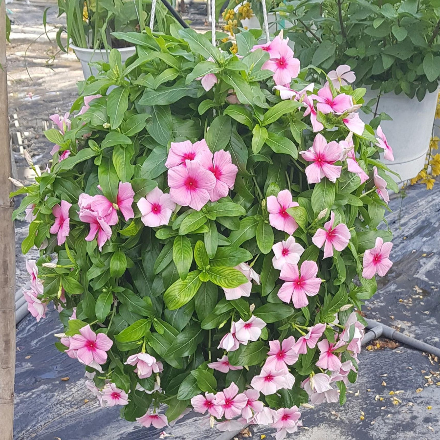 Dừa cạn là giống cây sai hoa và ưa nắng, có thể trồng dưới đất hoặc treo ban công Hoa Dừa cạn