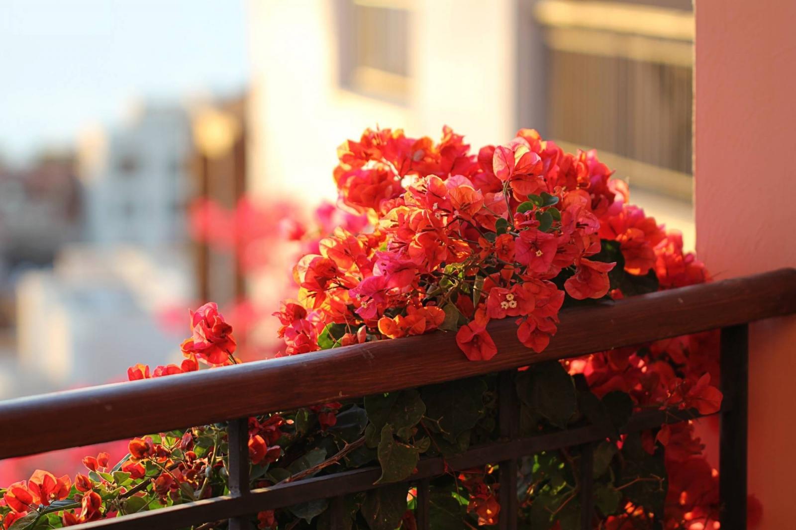 Một khóm hoa giấy lai màu hồng cam leo ngoài ban công Một khóm hoa giấy lai màu hồng cam leo ngoài ban công