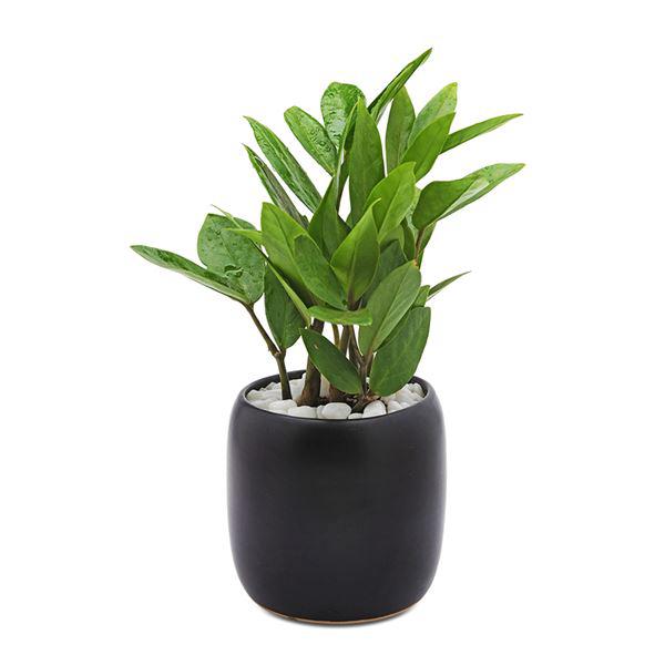 Gia chủ Kỷ Tỵ nên trồng cây kim tiền trong nhà