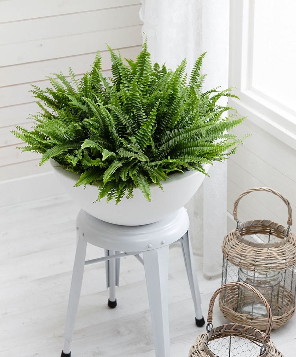 hình ảnh cận cảnh chậu cây dương xỉ đặt trên kệ màu trắng, cạnh đó là đèn nến với chụp đèn trong suốt