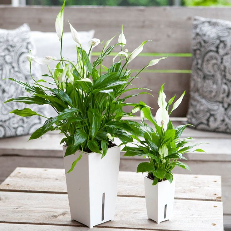 hình ảnh cận cảnh hai chậu cây lan ý to, nhỏ đặt cạnh nhau