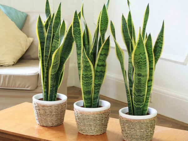 hình ảnh cận cảnh 3 chậu cây lưỡi hổ
