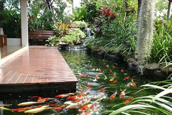 hình ảnh hồ cá Koi ngay hiên nhà