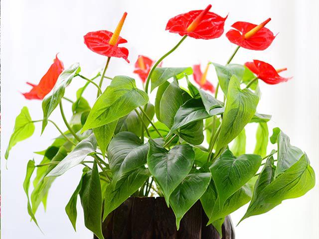 Cây hồng môn có ý nghĩa gì? Vai trò của cây hồng môn trong phong thủy?