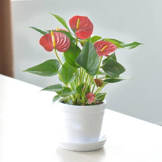 Ý nghĩa phong thủy của cây Hồng môn