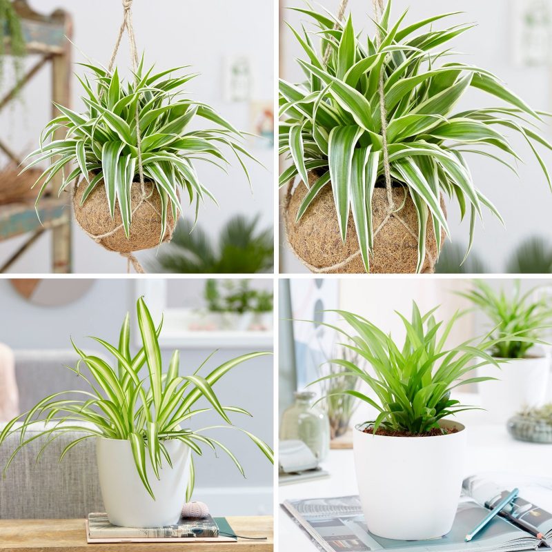 Cây dây nhện hình ảnh cận cảnh các chậu cây dây nhện trồng trong chậu để bàn hoặc treo