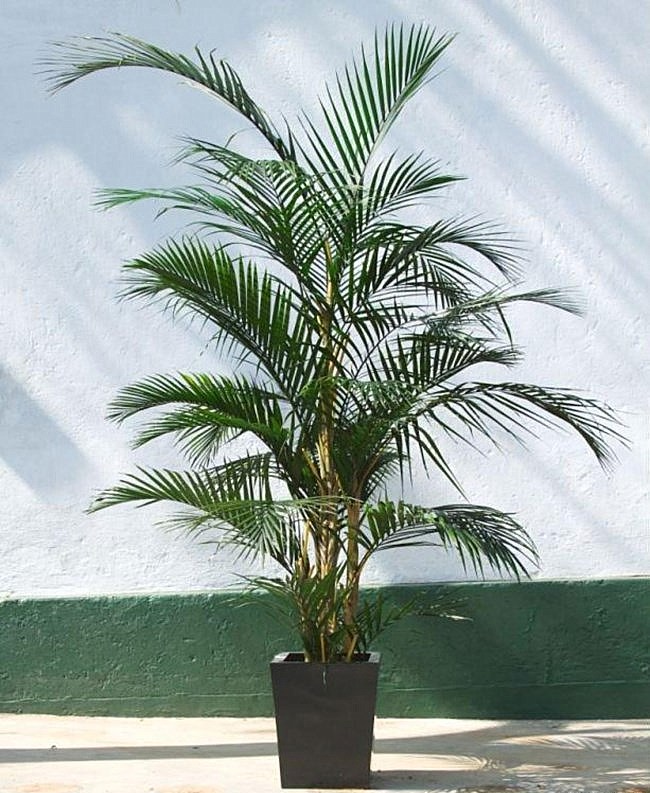 cây cau cảnh thân thiện với vật nuôi hình ảnh cận cảnh chậu cây cau cảnh xanh tốt trồng trong chậu màu đen