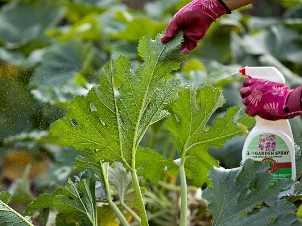 cận cảnh việc kiểm tra s&acirc;u bọ ở dưới l&aacute; c&acirc;y