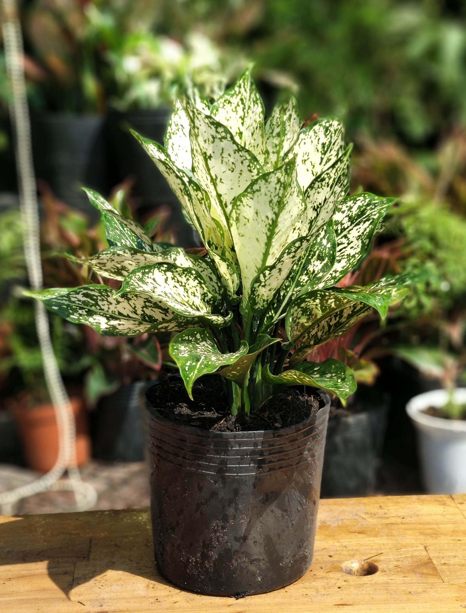 Cây Ngọc Ngân phù hợp nhiều không gian Cây Ngọc Ngân phù hợp nhiều không gian