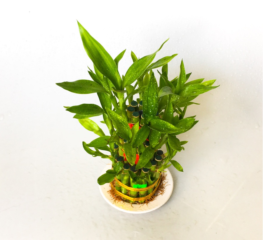 Phát Lộc là loại cây trồng không cần đất Cây Phát Lộc