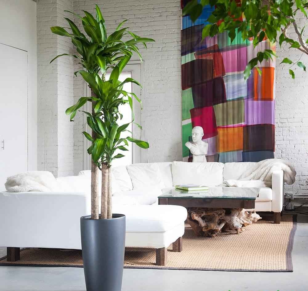 Cây Thiết Mộc Lan vững vàng, căng tràn sức sống Cây Thiết Mộc Lan