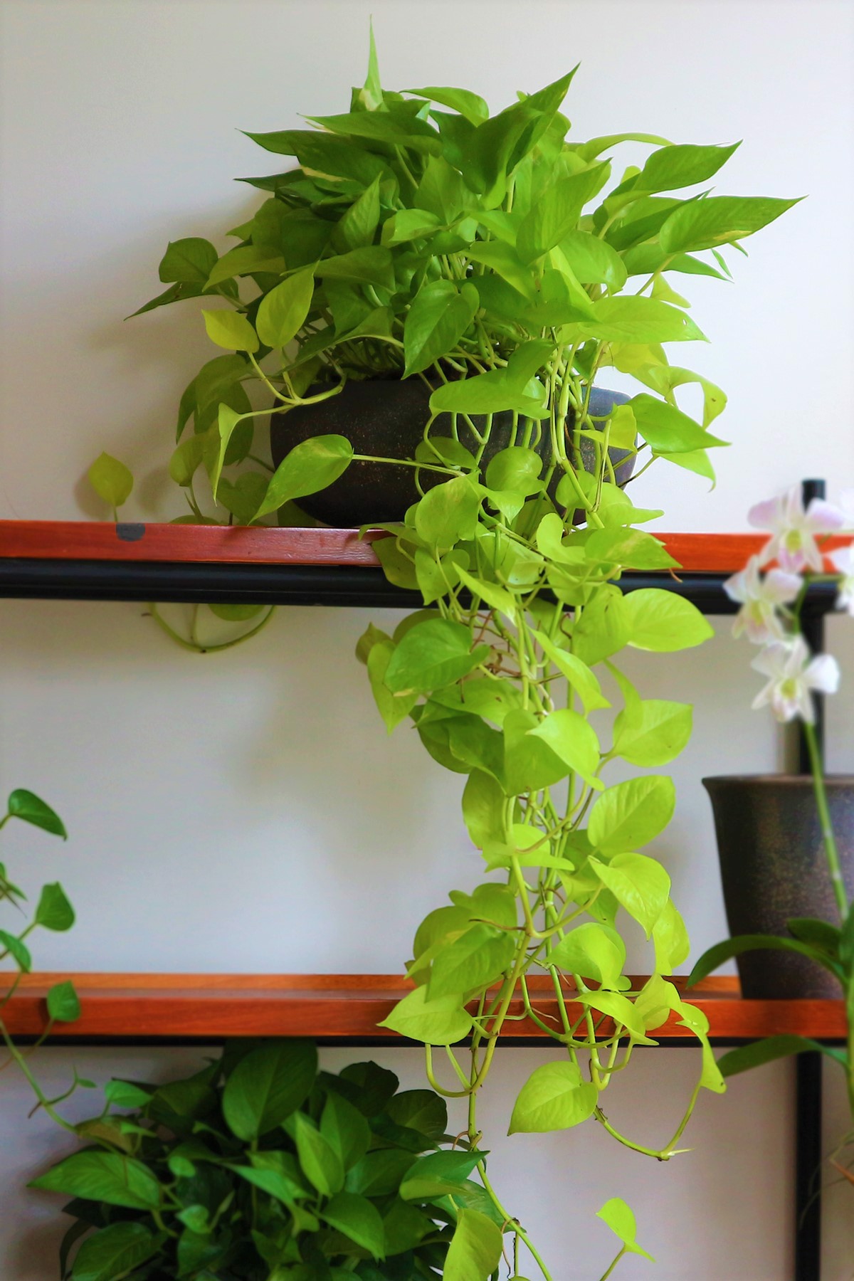 Cây Trầu Bà Vàng được sử dụng trong nhiều không gian Cây Trầu Bà Vàng