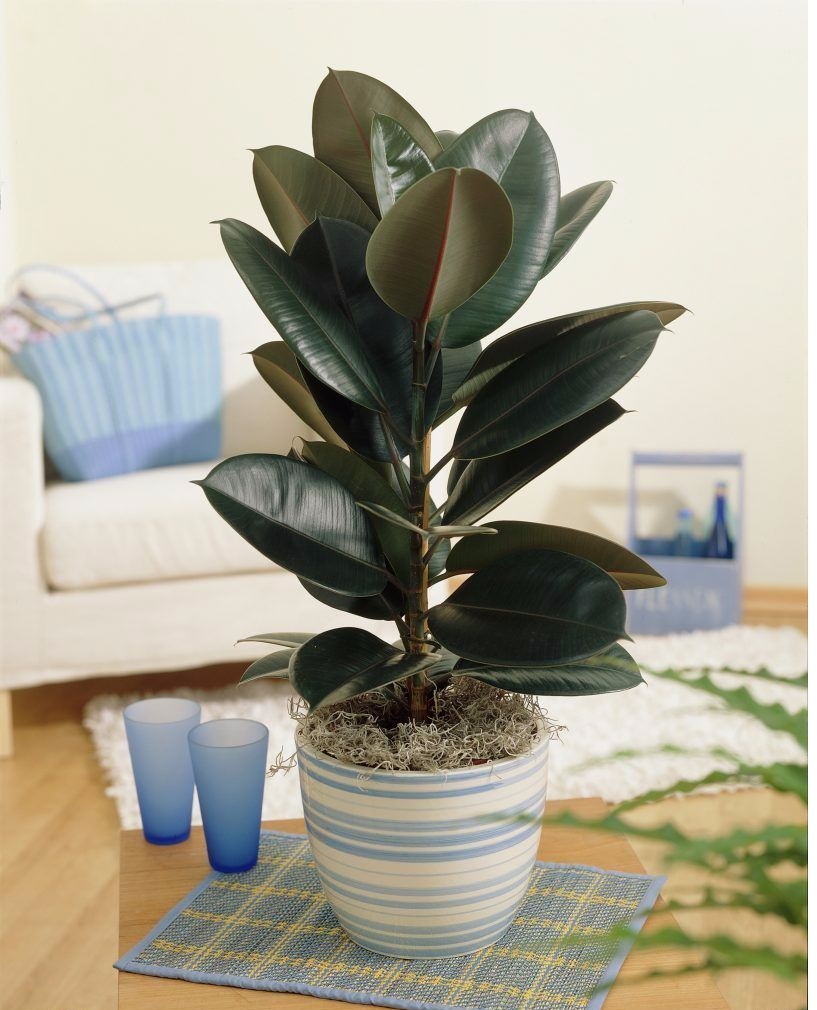 Cây đa búp đỏ phổ biến trồng trong nhà không cần ánh sáng Cây đa búp đỏ