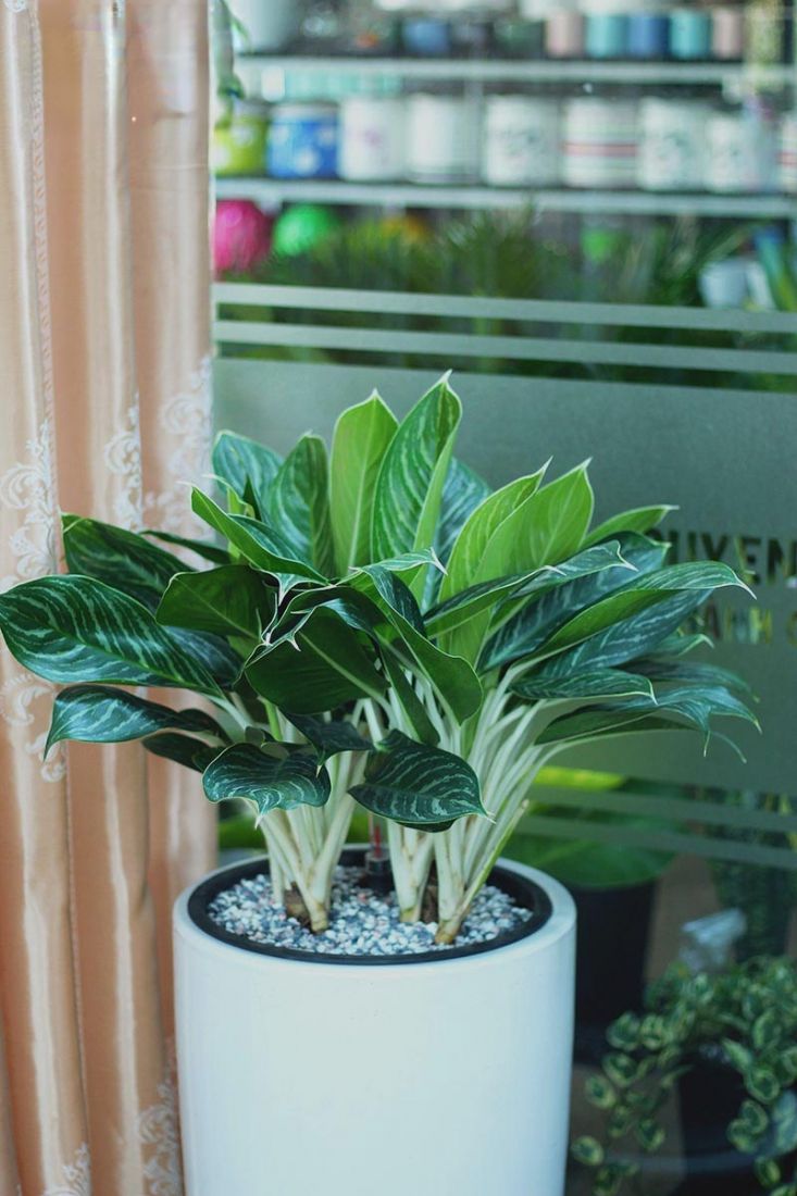 Cây Bạch Mã Hoàng Tử mang dáng vẻ sang trọng, quý phái Cây Bạch Mã Hoàng Tử