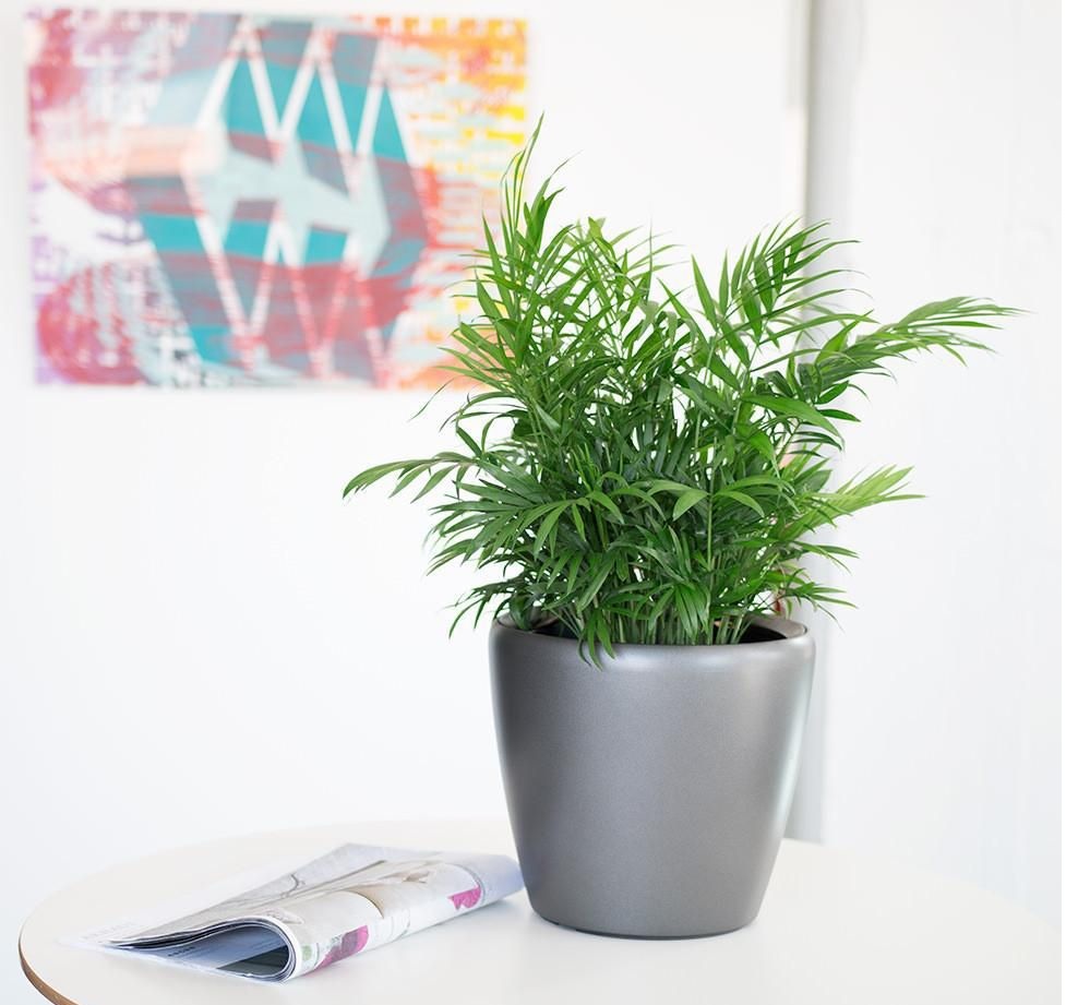 Cây tiểu trâm thuộc họ nhà cau, dừa - sống được ở nơi thiếu sáng Cây tiểu trâm