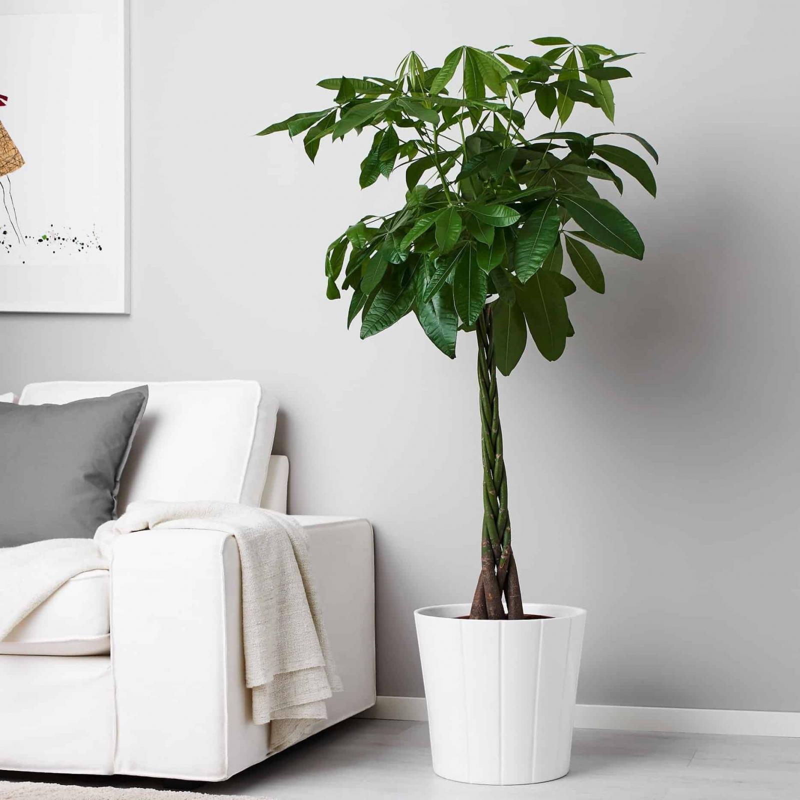 Kim Ngân là loài cây phong thủy Cây Kim Ngân