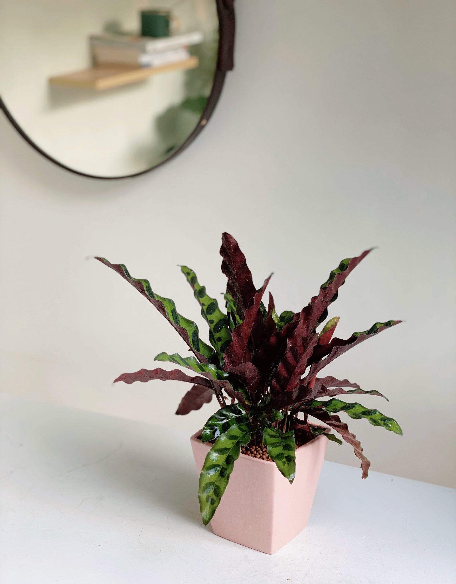 Lạ mắt với cây đuôi phụng Lạ mắt với cây đuôi phụng