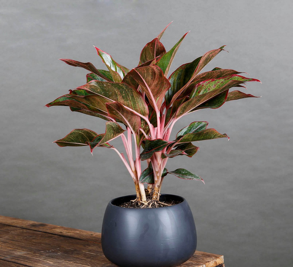 Cây Phú Quý sống được ở nơi thiếu sáng Cây Phú Quý