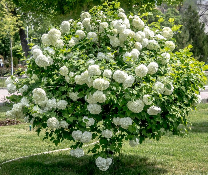 cận cảnh c&acirc;y hương tuyết cầu với những b&ocirc;ng hoa m&agrave;u trắng h&igrave;nh cầu 