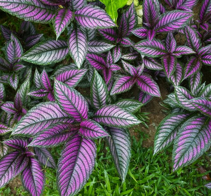 h&igrave;nh ảnh cận cảnh c&acirc;y ch&ugrave;y hoa Ba Tư với bề mặt l&aacute; m&agrave;u t&iacute;m