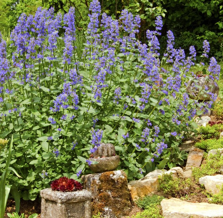 h&igrave;nh ảnh cận cảnh cỏ bạc h&agrave; m&egrave;o m&agrave;u t&iacute;m