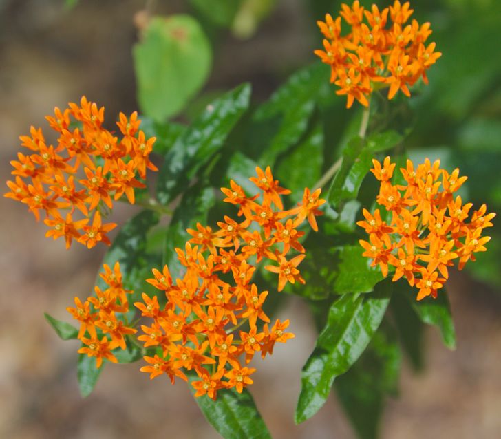 h&igrave;nh ảnh cận cảnh ch&ugrave;m hoa b&ocirc;ng tai