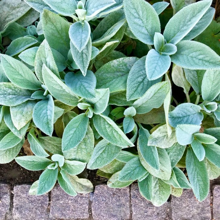 cận cảnh c&acirc;y tai cừu