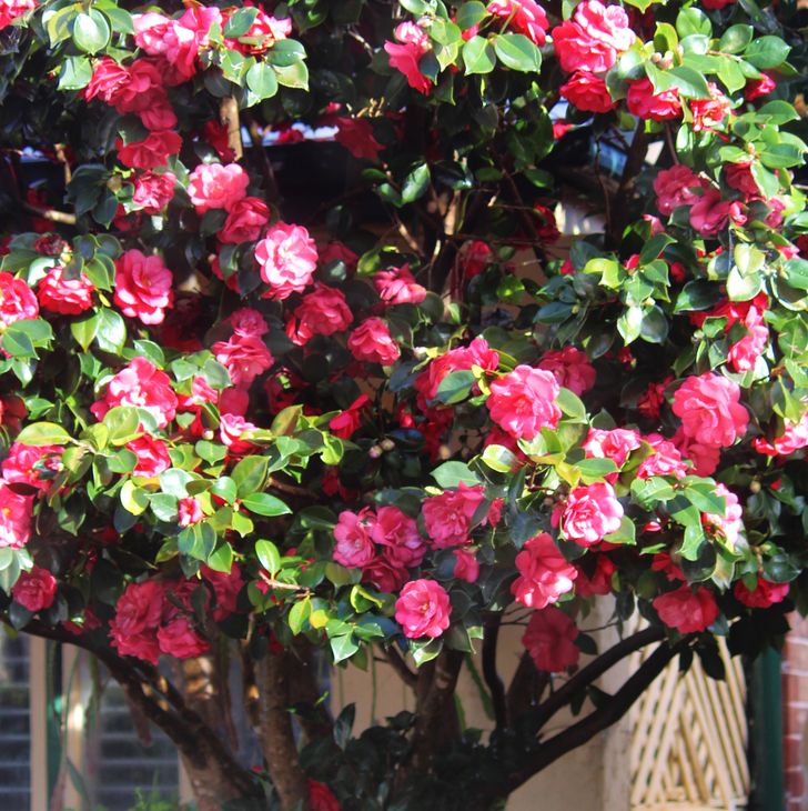 h&igrave;nh ảnh cận cảnh c&acirc;y hoa tr&agrave; m&agrave;u đỏ