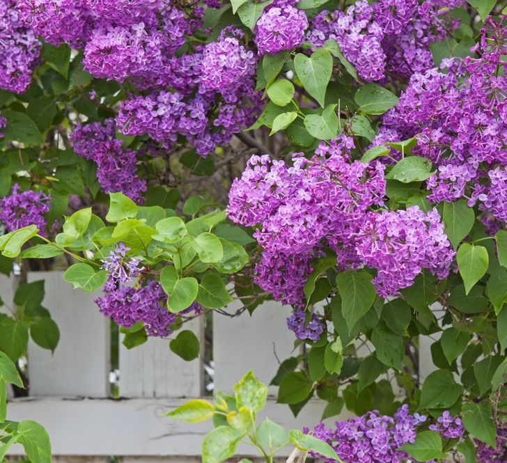 Tử đinh hương l&agrave; loại c&acirc;y trồng trong vườn dễ chăm s&oacute;c, cho hoa đẹp.