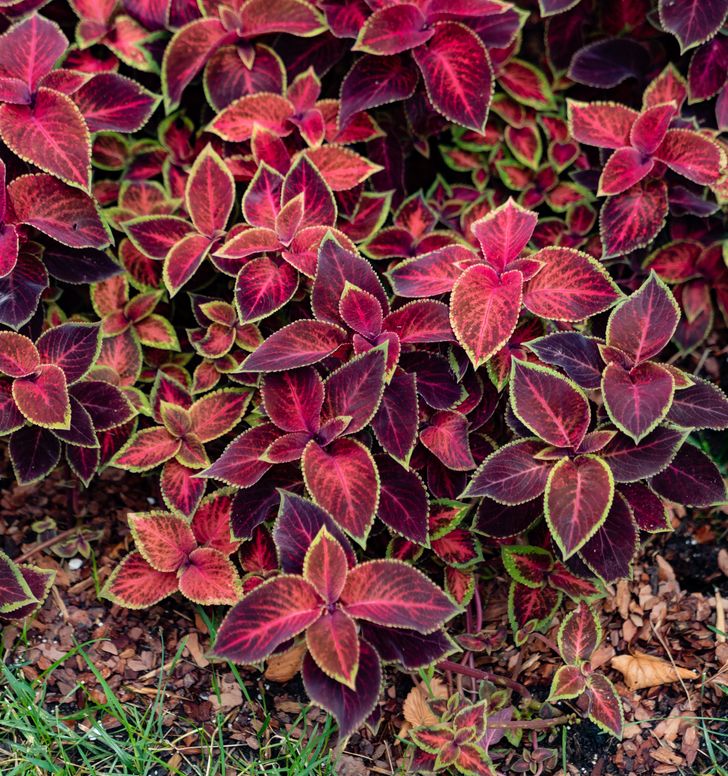 h&igrave;nh ảnh cận cảnh c&acirc;y l&aacute; gấm m&agrave;u hồng t&iacute;a