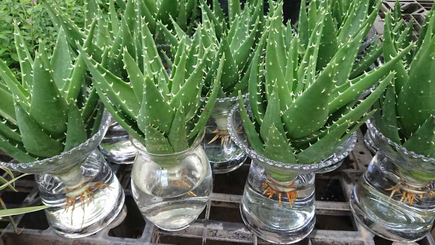 Ý nghĩa phong thủy của cây nha đam