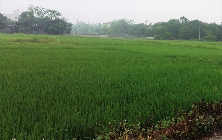 Cánh đồng lúa