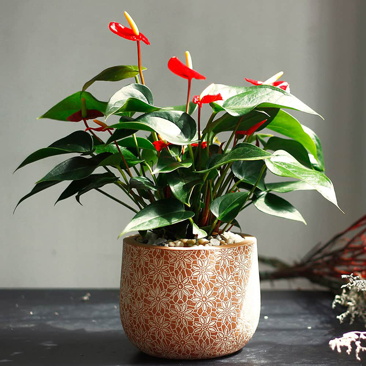 Cây hồng môn mang sắc đỏ hợp mệnh Hỏa Cây hồng môn để bàn hợp mệnh Hỏa