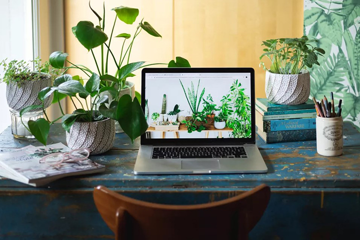 những cây cảnh để bàn đẹp bàn làm việc có nhiều cây cảnh đẹp