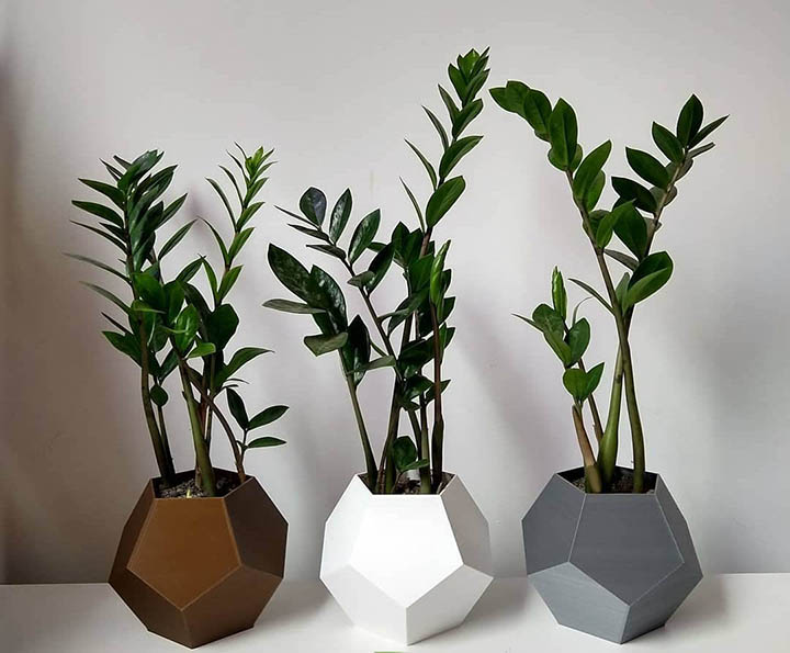 Cây kim tiền - cây cảnh để bàn đẹp phong thủy Cây kim tiền - cây cảnh để bàn đẹp phong thủy